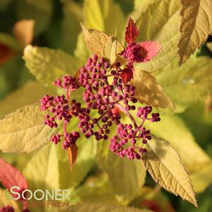 DOUBLE PLAY® CANDY CORN® SPIRAEA