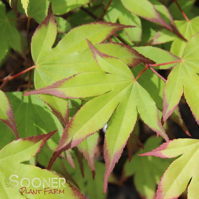 TSUMA BENI UPRIGHT JAPANESE MAPLE