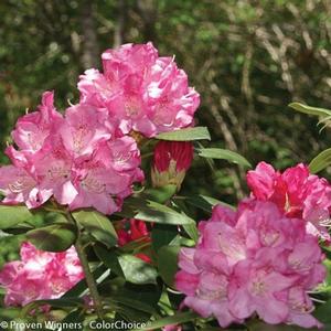 DANDY MAN® PINK RHODODENDRON