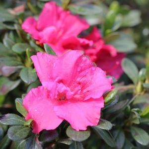 BLOOM-A-THON® HOT PINK AZALEA