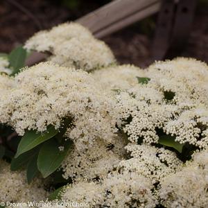 LIL' DITTY® WITHEROD VIBURNUM