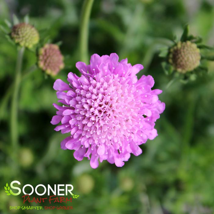 PINK MIST PINCUSHION FLOWER