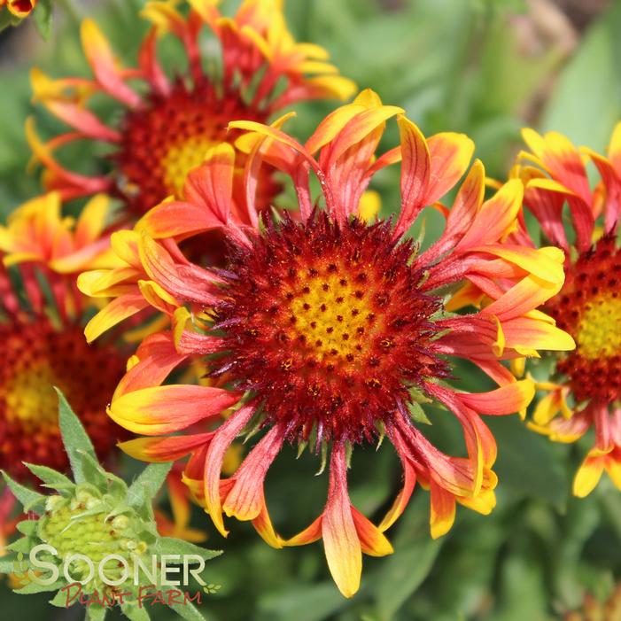 SUN DEVIL BLANKET FLOWER