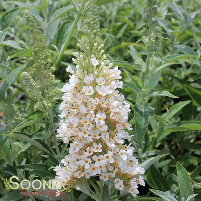 BUZZ® IVORY BUTTERFLY BUSH