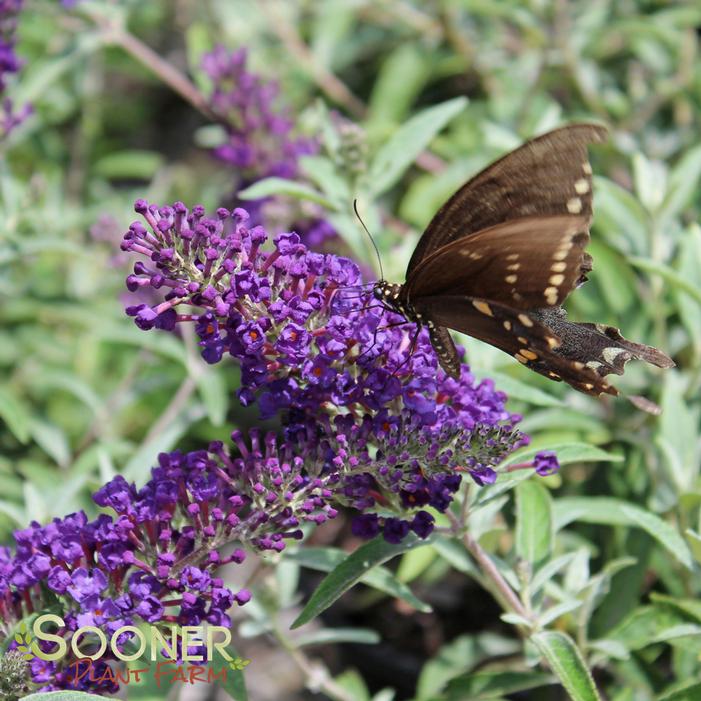 BUZZ® MIDNIGHT BUTTERFLY BUSH