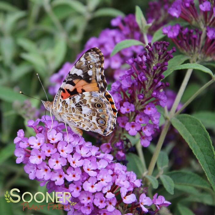 BUZZ® PURPLE BUTTERFLY BUSH