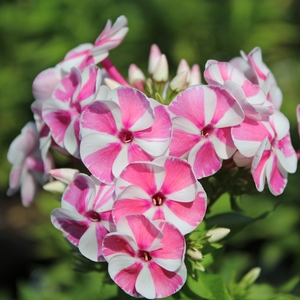 BAMBINI™ CANDY CRUSH GARDEN PHLOX