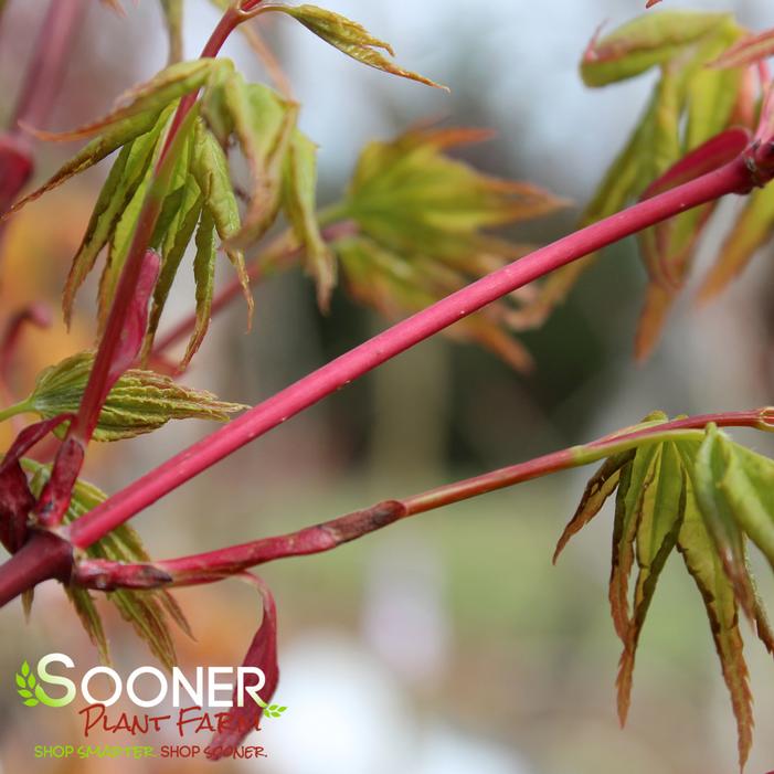 ORIDONO NISHIKI UPRIGHT JAPANESE MAPLE