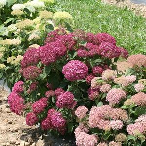 INVINCIBELLE® MINI MAUVETTE HYDRANGEA