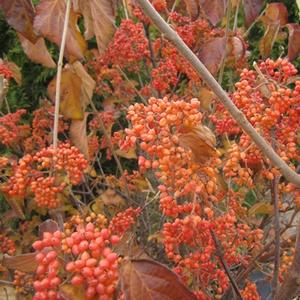 TANDOORI ORANGE® VIBURNUM