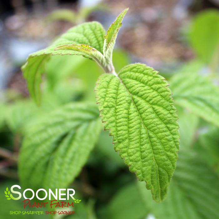 WABI-SABI® DOUBLEFILE VIBURNUM