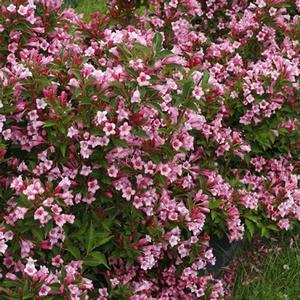 CZECHMARK TWOPINK® WEIGELA