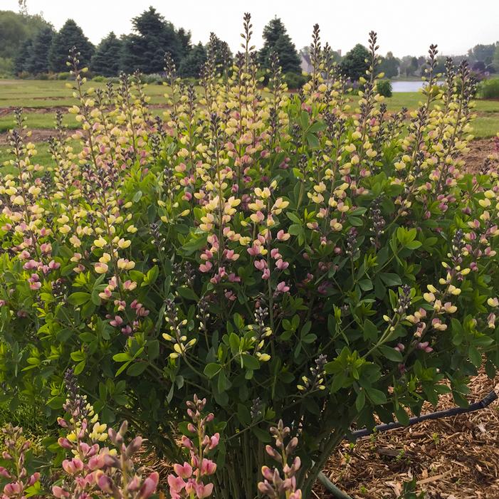 DECADENCE® DELUXE PINK LEMONADE FALSE INDIGO