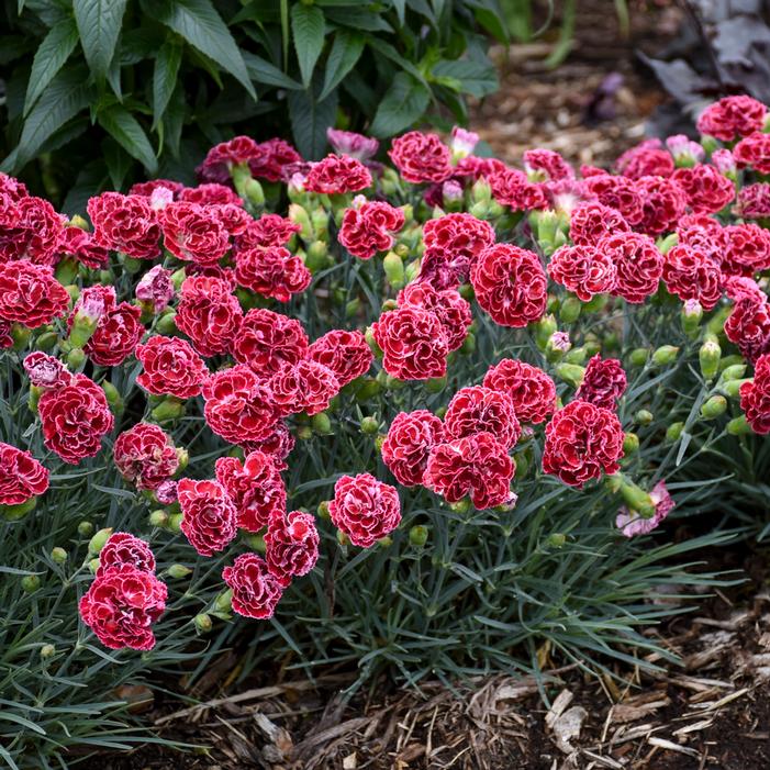 FRUIT PUNCH® CHERRY VANILLA DIANTHUS