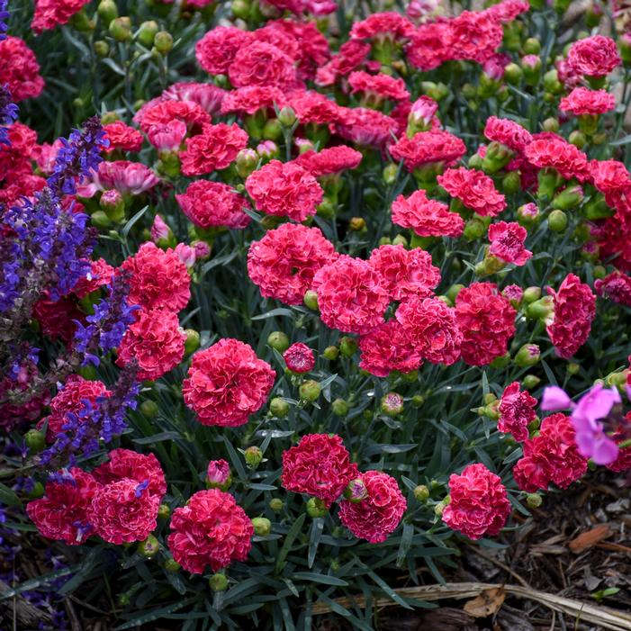 FRUIT PUNCH® RASPBERRY RUFFLES DIANTHUS