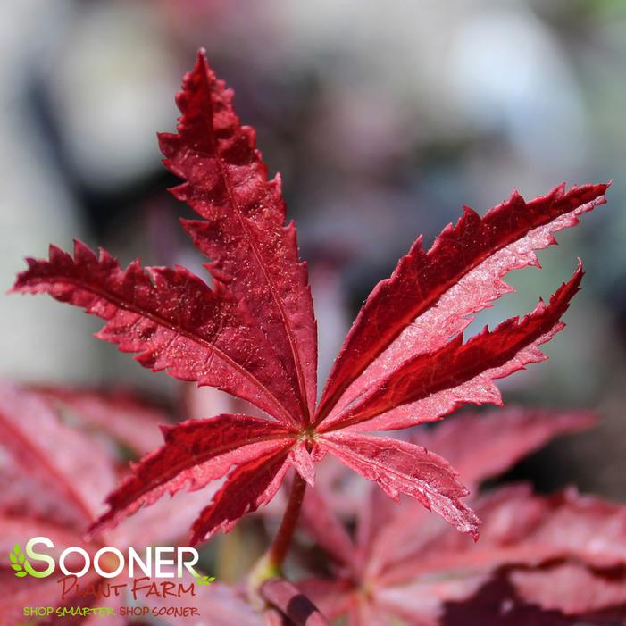 SUMINAGASHI UPRIGHT JAPANESE MAPLE