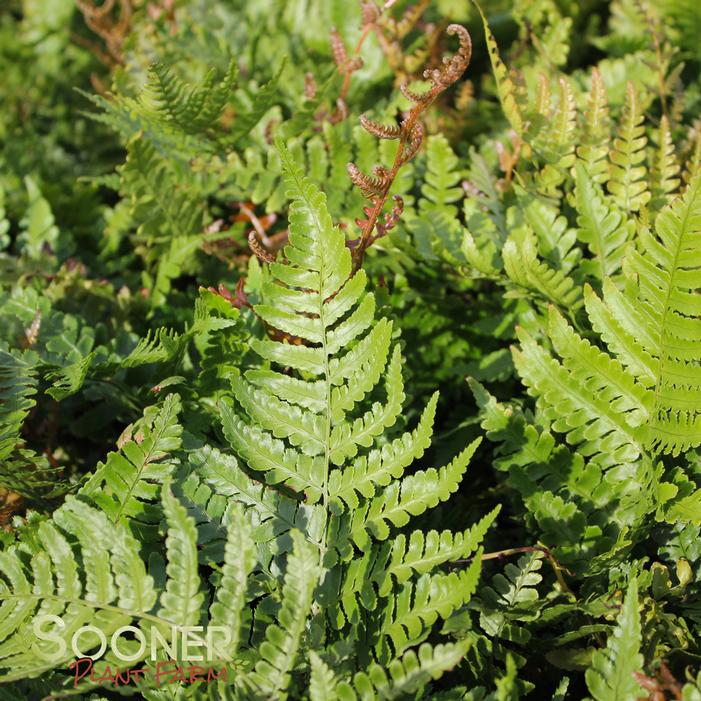 AUTUMN FERN