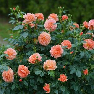 AT LAST® SHRUB ROSE