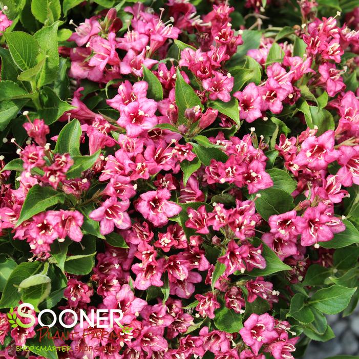 SNIPPET® DARK PINK WEIGELA