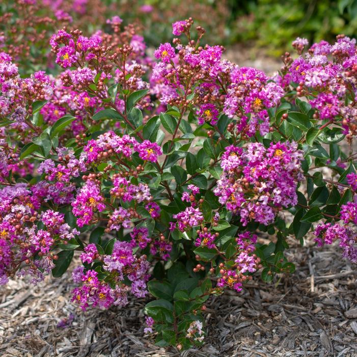 BELLINI® GRAPE CRAPEMYRTLE