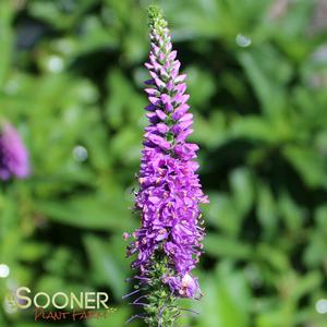 MAGIC SHOW® PURPLE ILLUSION SPEEDWELL