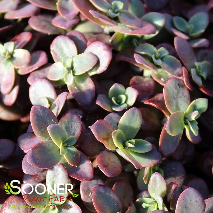 SUNSPARKLER® FIRECRACKER SEDUM