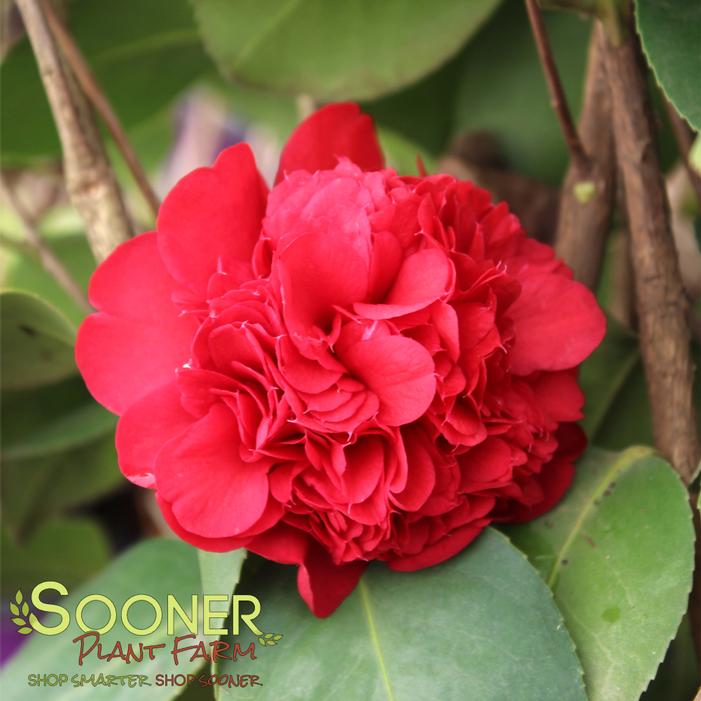 APRIL TRYST CAMELLIA