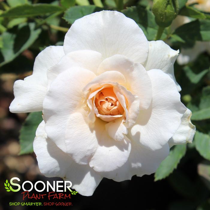 MORDEN BLUSH SHRUB ROSE