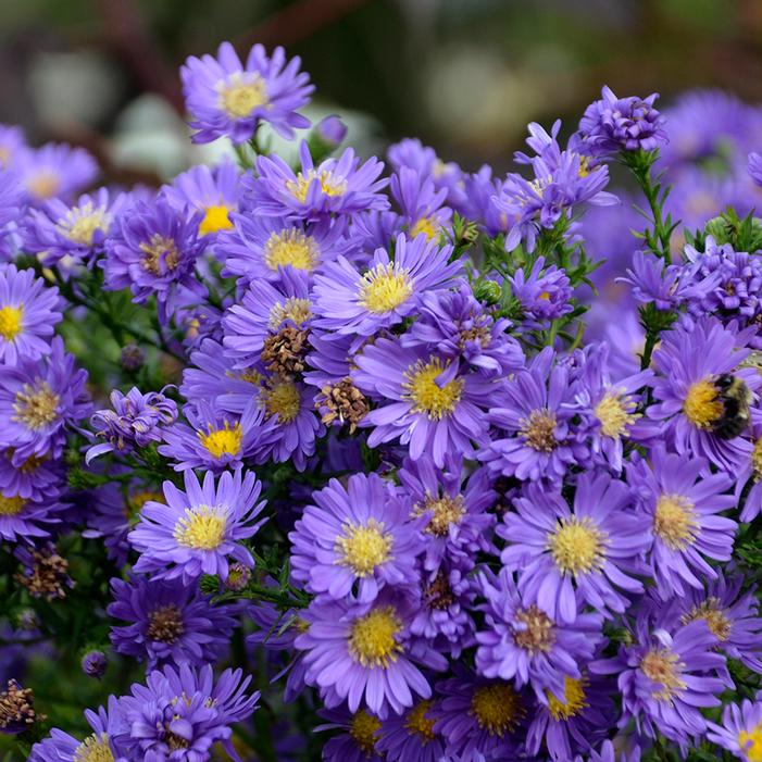 KICKIN'® LILAC BLUE™ ASTER