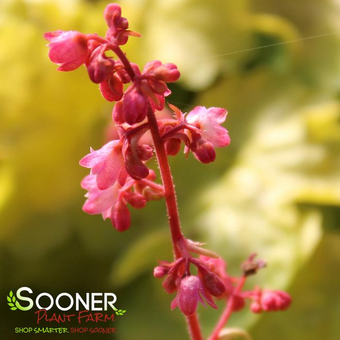 TIMELESS GLOW CORAL BELLS