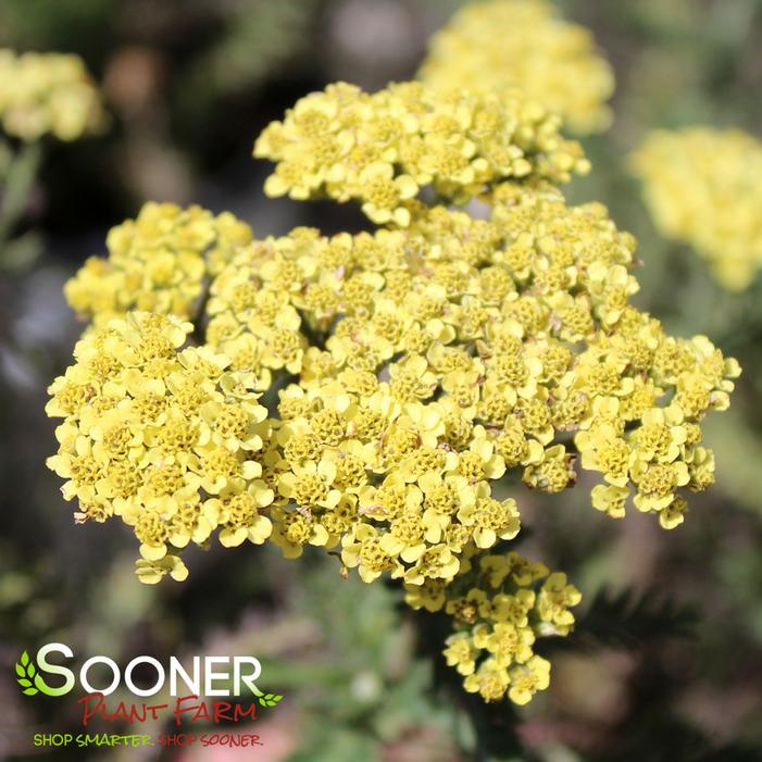 Firefly Sunshine Yarrow | Sooner Plant Farm