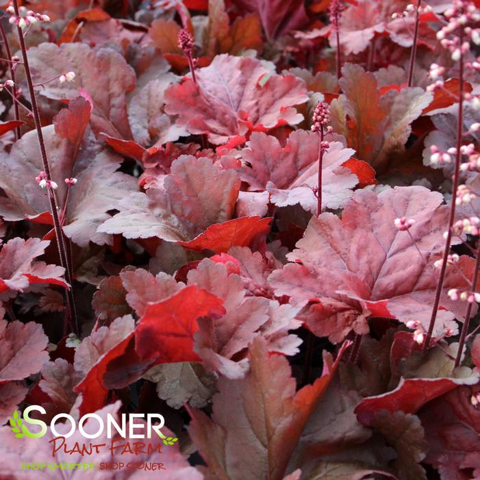 PRIMO® MAHOGANY MONSTER CORAL BELLS