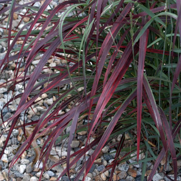 RUBY RIBBONS™ SWITCH GRASS