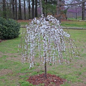 Snow Fountain Weeping Cherry Buy Online Best Prices