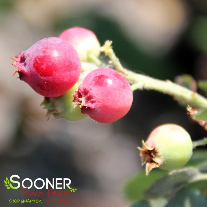 REGENT SERVICEBERRY