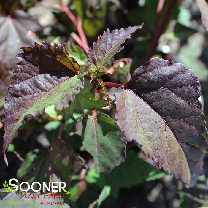 Image property of Sooner Plant Farm, Inc.