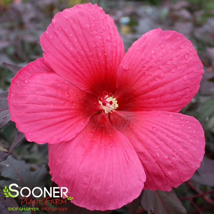 CAROUSEL® PINK PASSION HARDY HIBISCUS