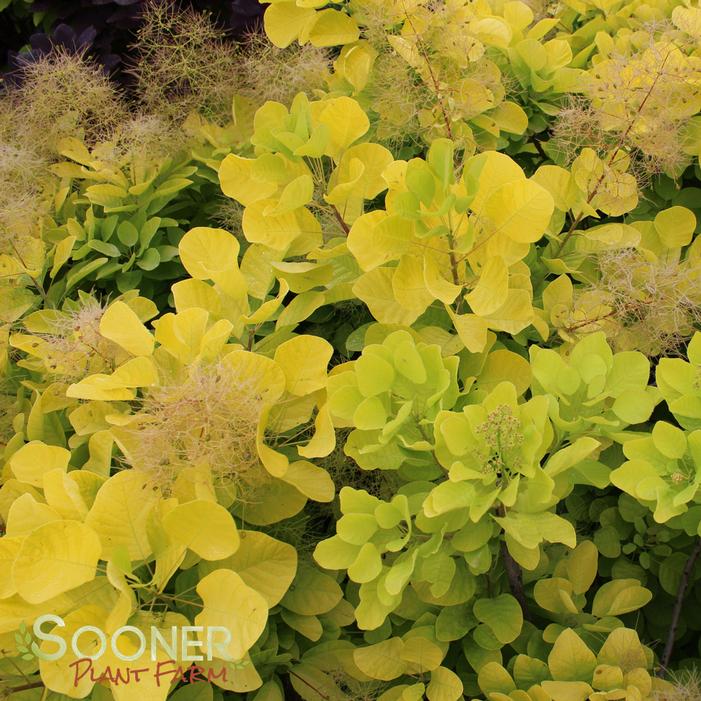 GOLDEN SPIRIT SMOKETREE