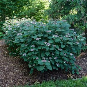 INVINCIBELLE® LACE HYDRANGEA