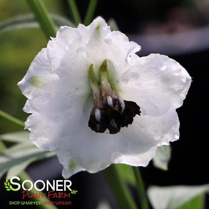NEW MILLENNIUM™ BLACK-EYED ANGELS DELPHINIUM