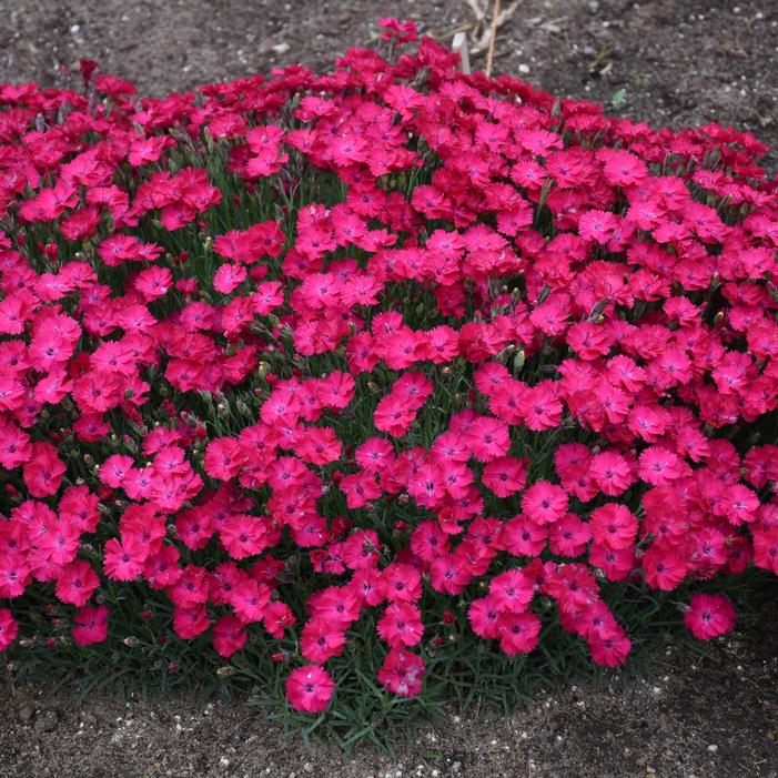 PAINT THE TOWN RED DIANTHUS