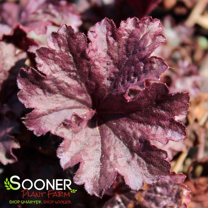 GRAPE TIMELESS CORAL BELLS