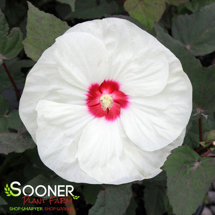 SUMMERIFIC® FRENCH VANILLA HARDY HIBISCUS