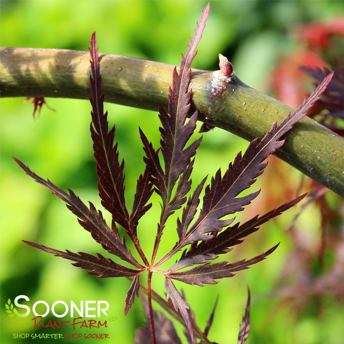 CRIMSON QUEEN WEEPING JAPANESE MAPLE