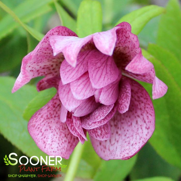 WEDDING PARTY® WEDDING CRASHER LENTEN ROSE