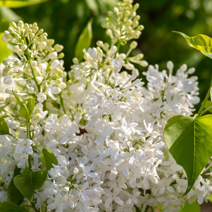 NEW AGE™ WHITE LILAC