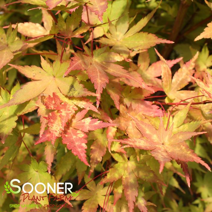 CORAL BARK UPRIGHT JAPANESE MAPLE