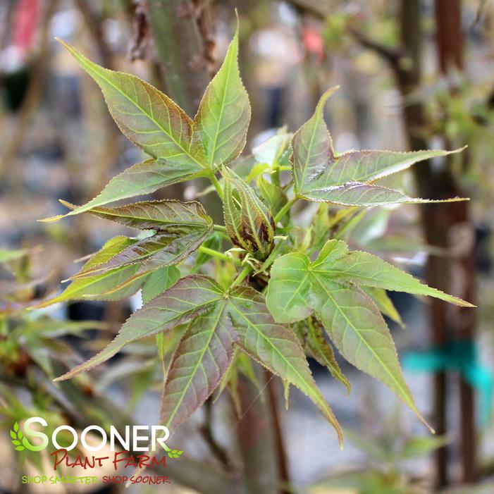 BURGUNDY FLUSH SWEETGUM