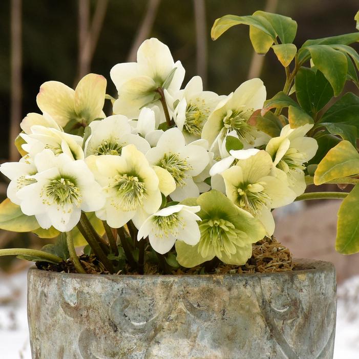 SNOWBELLS LENTEN ROSE