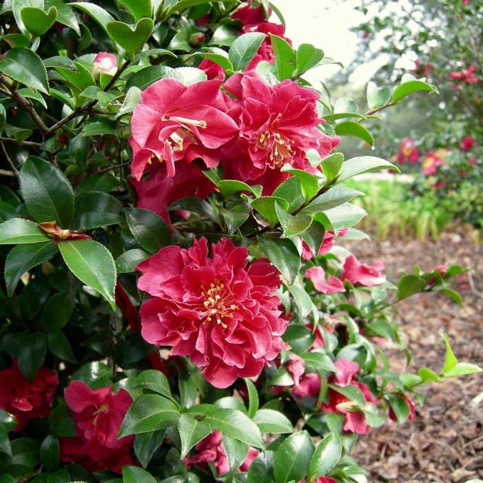 October Magic® Ruby™ Camellia | Sooner Plant Farm